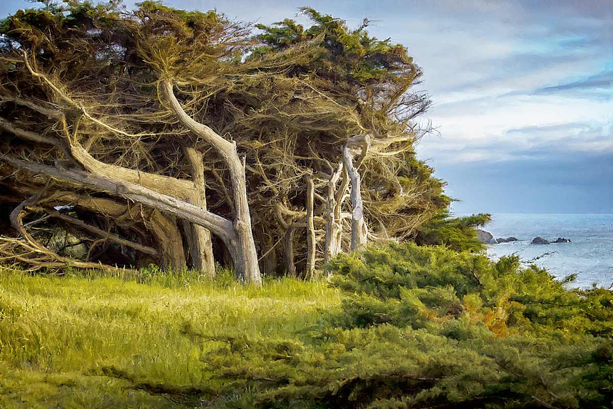 The West Wind by Lewis Jackson, Image 1.