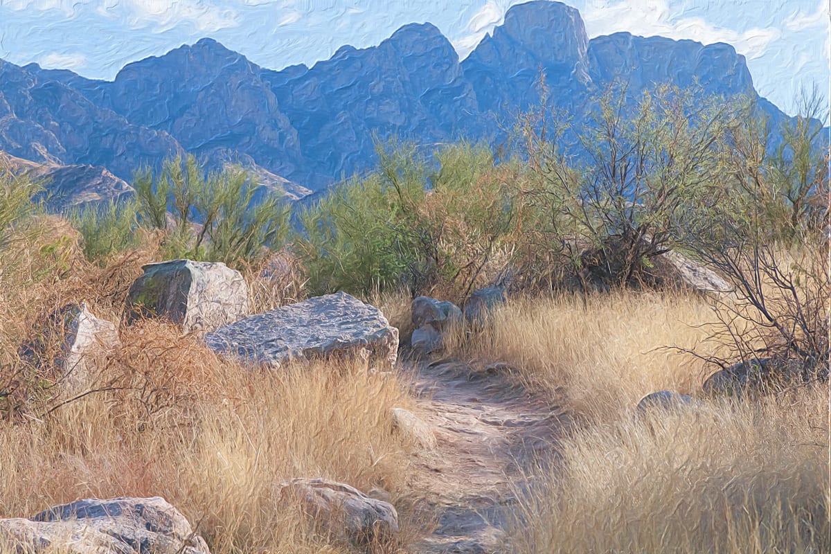 Trail Through the Catalinas by Lewis Jackson 