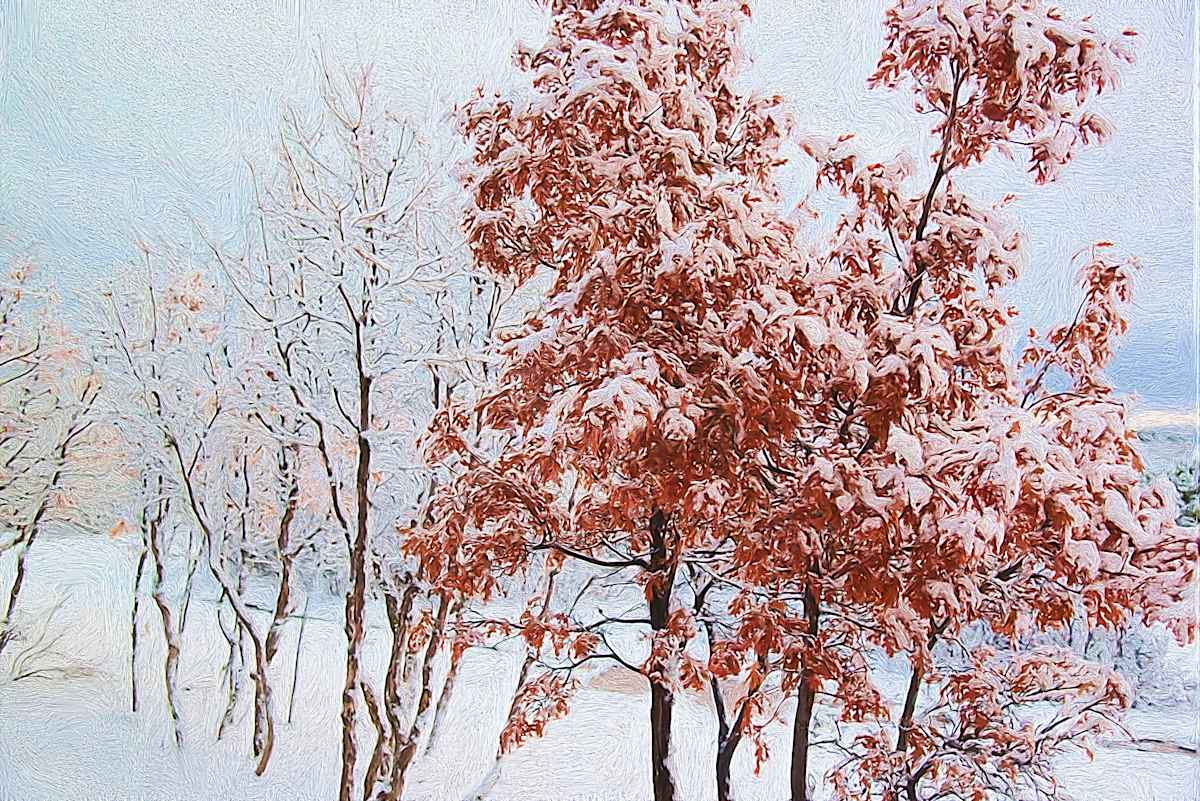 Trees in Newly Fallen Snow by Lewis Jackson 