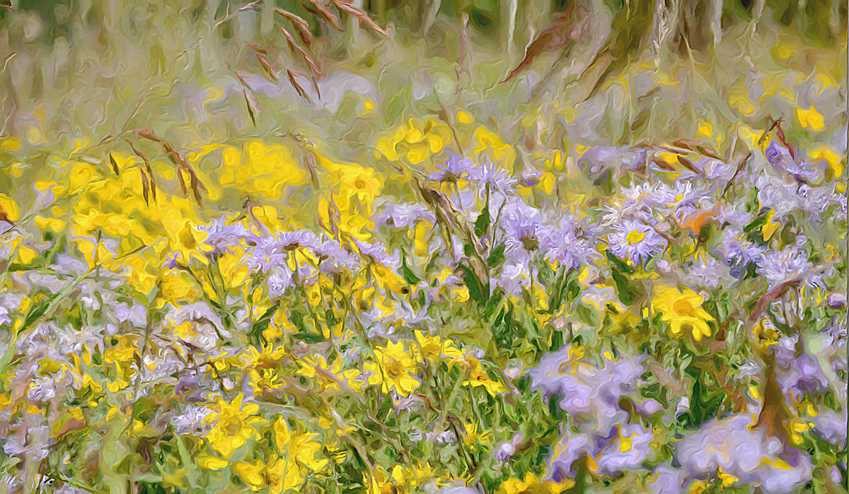 Wildflowers 