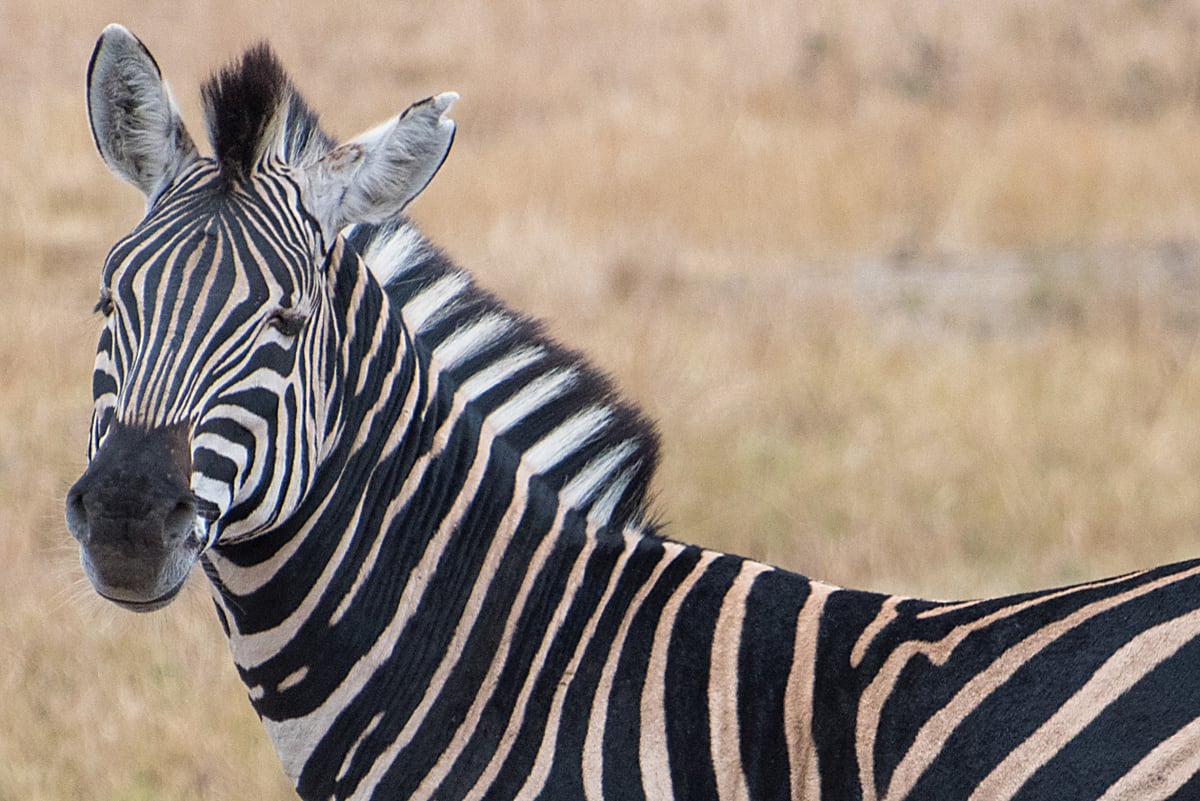 Zebra, Image 1.