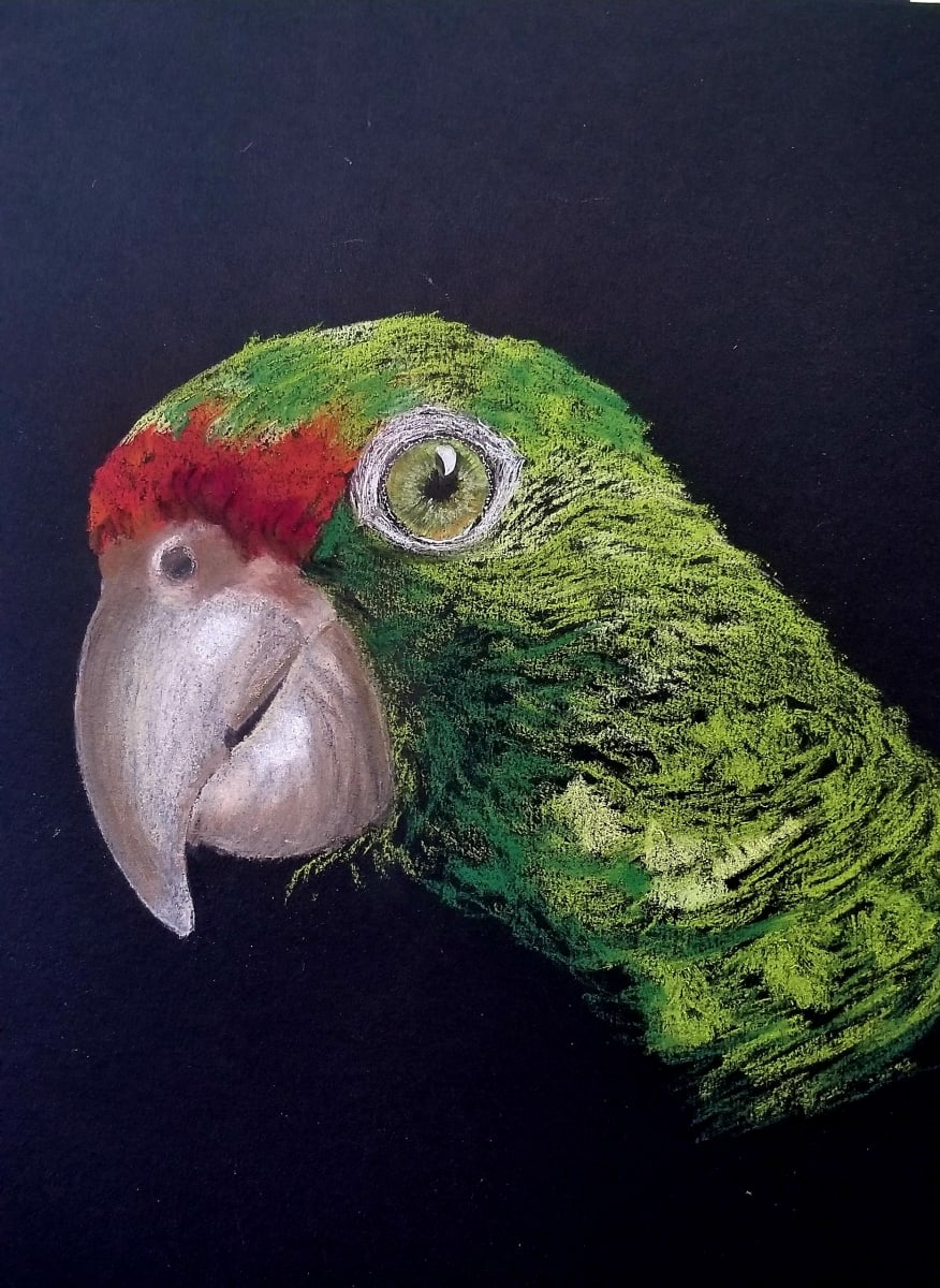 red browed amazon parrot by Patti McDonald 