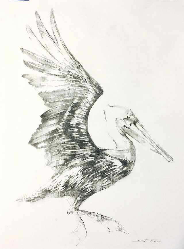 Pelican Drawing #3 by scott ewen, Image 1.