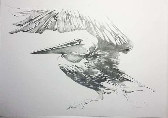 Pelican Drawing #1 by scott ewen, Image 1.