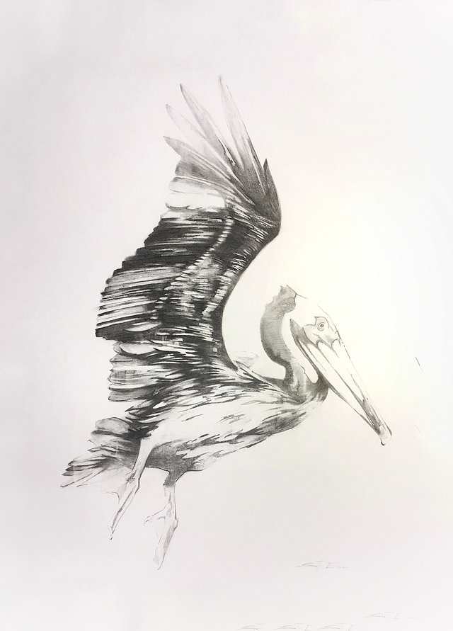 Pelican Drawing #4 by scott ewen, Image 1.