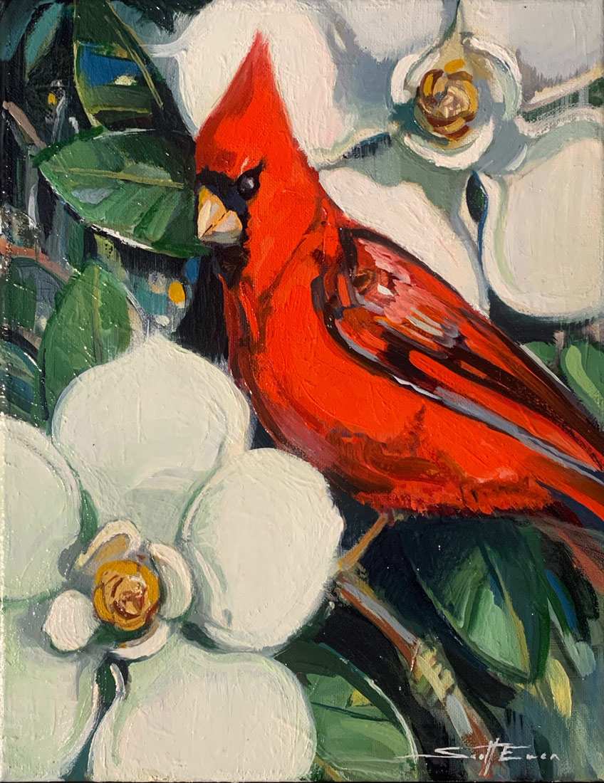 Cardinal in Magnolia by scott ewen, Image 19.