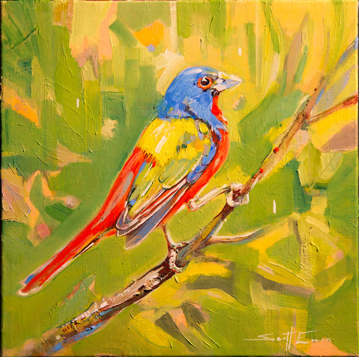 Painted Bunting by scott ewen, Image 15.