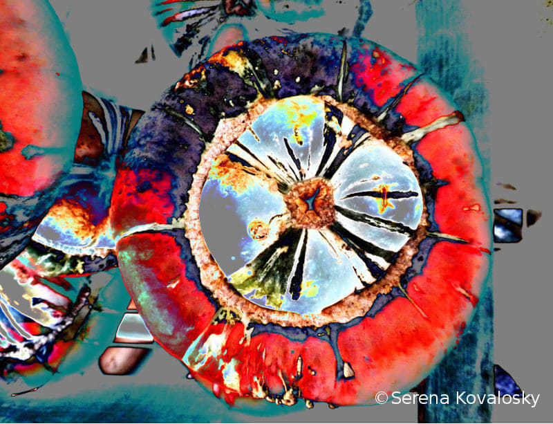 French Turban (Cucurbita maxima)  Image: "French Turban (Cucurbita maxima)" © Serena Kovalosky