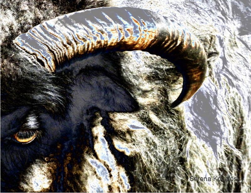 Horned Ram Contemplating the Universe  Image: "Horned Ram Contemplating the Universe" © Serena Kovalosky