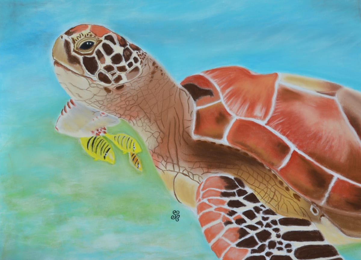 Green Sea Turtle 