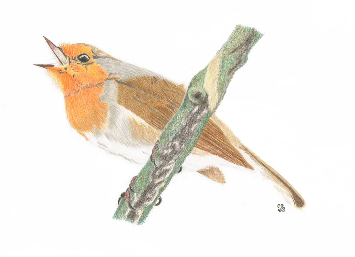 The Jubilant Robin, Image 1.