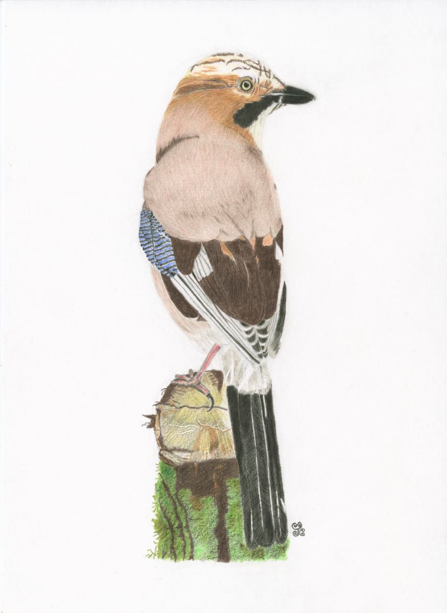 The Secretive Jay by Jules Chabeaux 