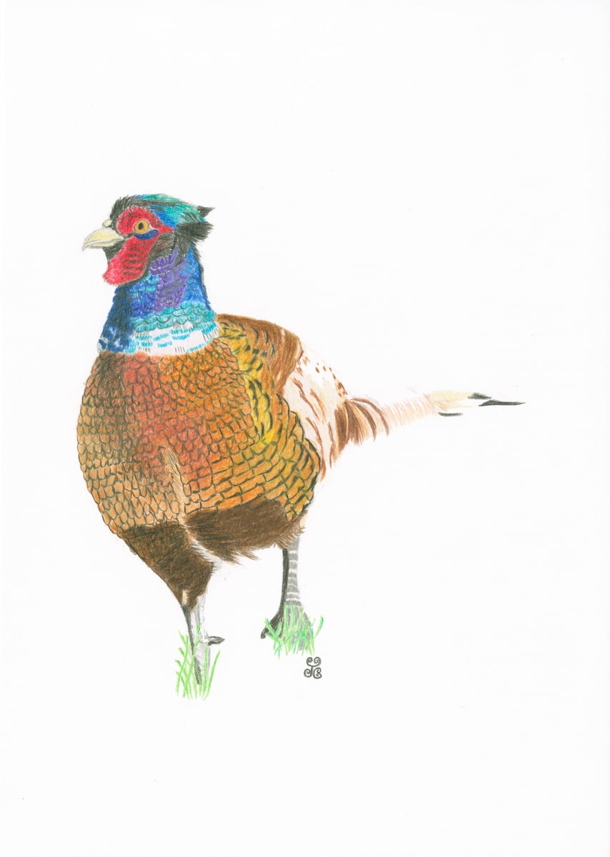 The Flamboyant Pheasant by Jules Chabeaux 