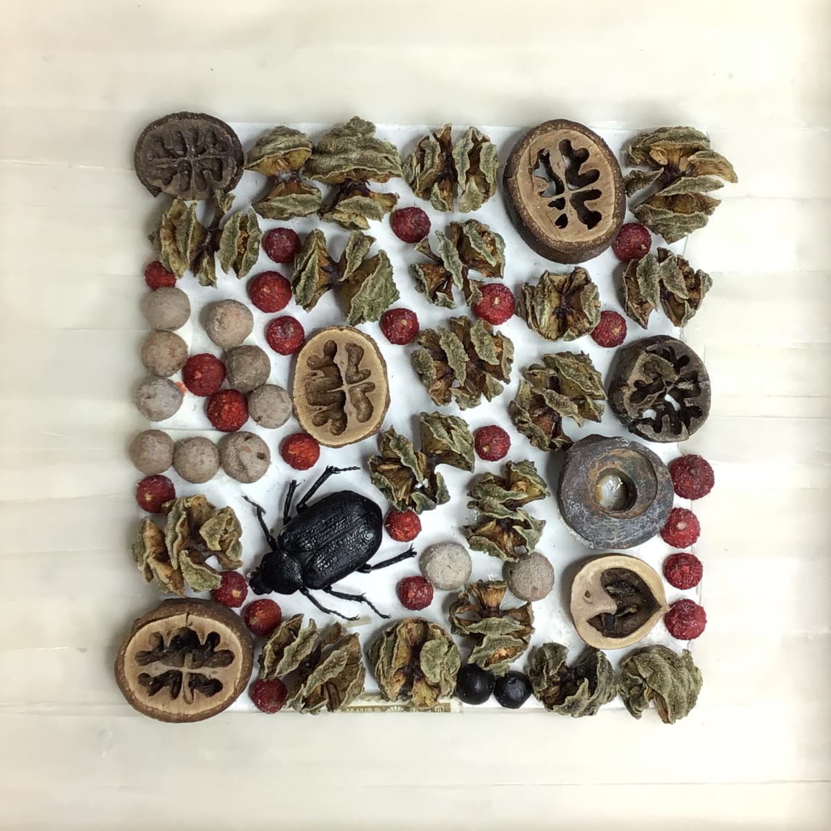 Beetle with Berries 