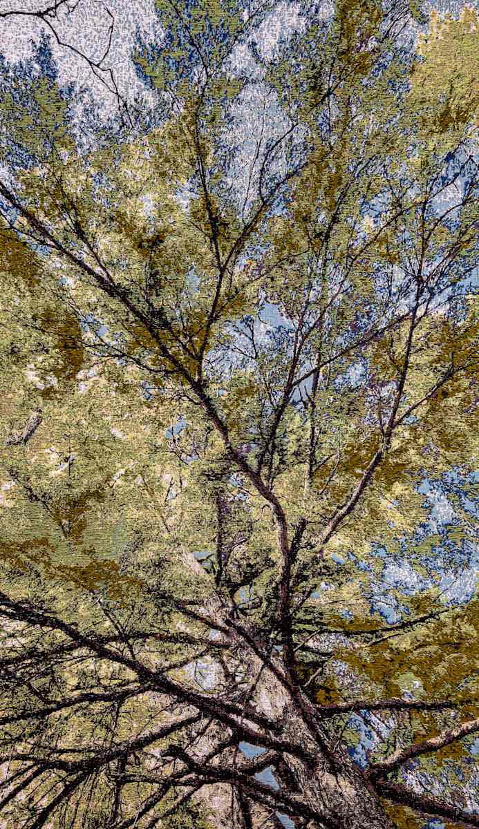 Unbalanced When I Look Up by Cathryn Amidei 