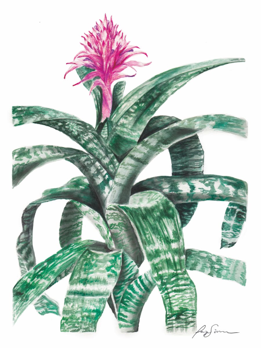bromeliad_bdygid_8 by Paige Mills, Image 1.