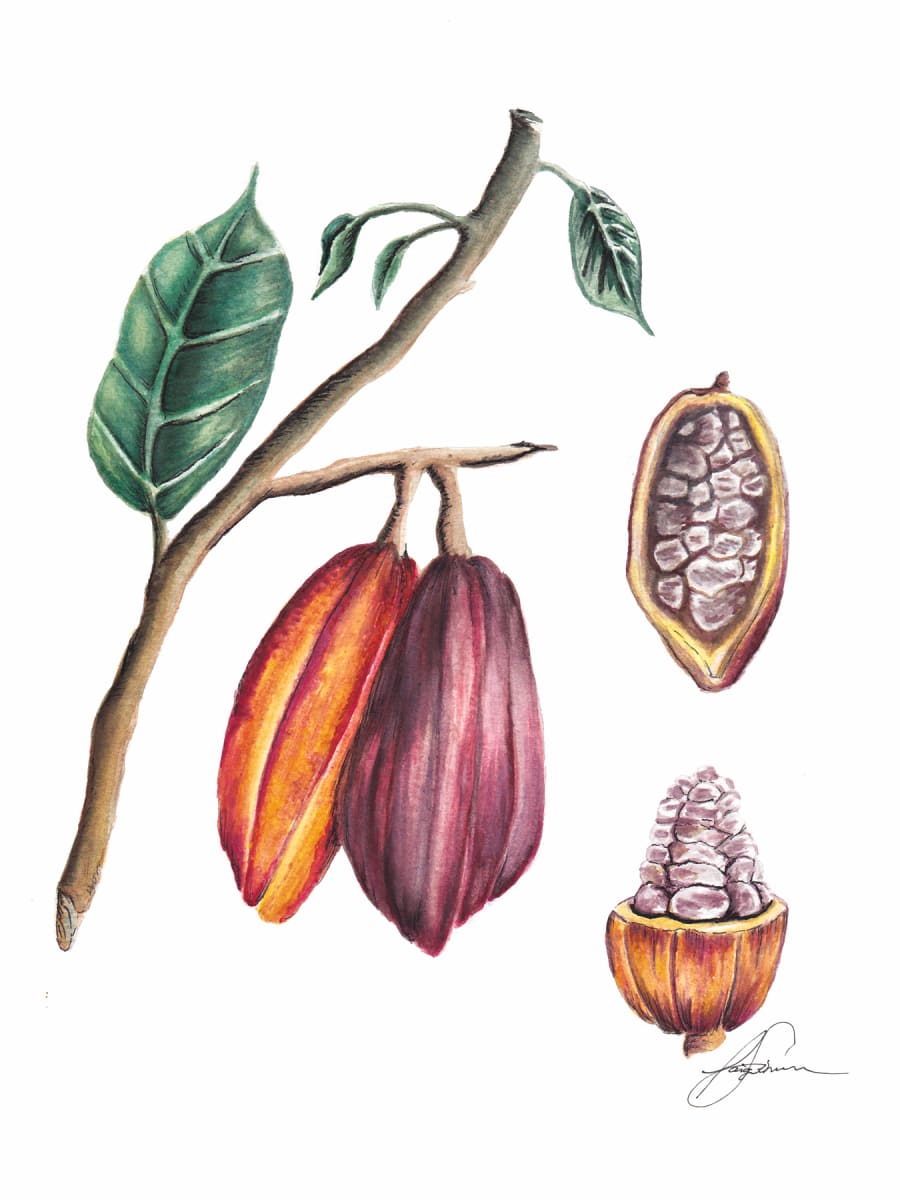 Cocoa Deconstructed by Paige Mills, Image 1.
