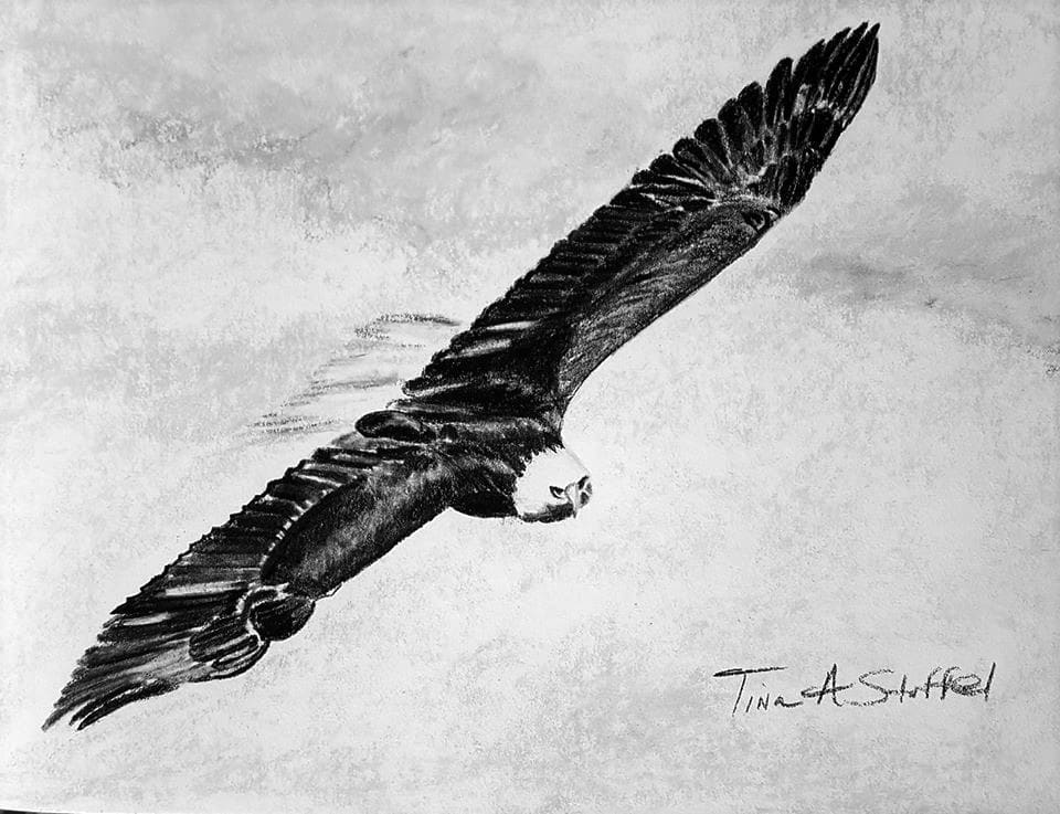 Eagle in Flight  Image: Eagle in Flight Charcoal Illustration