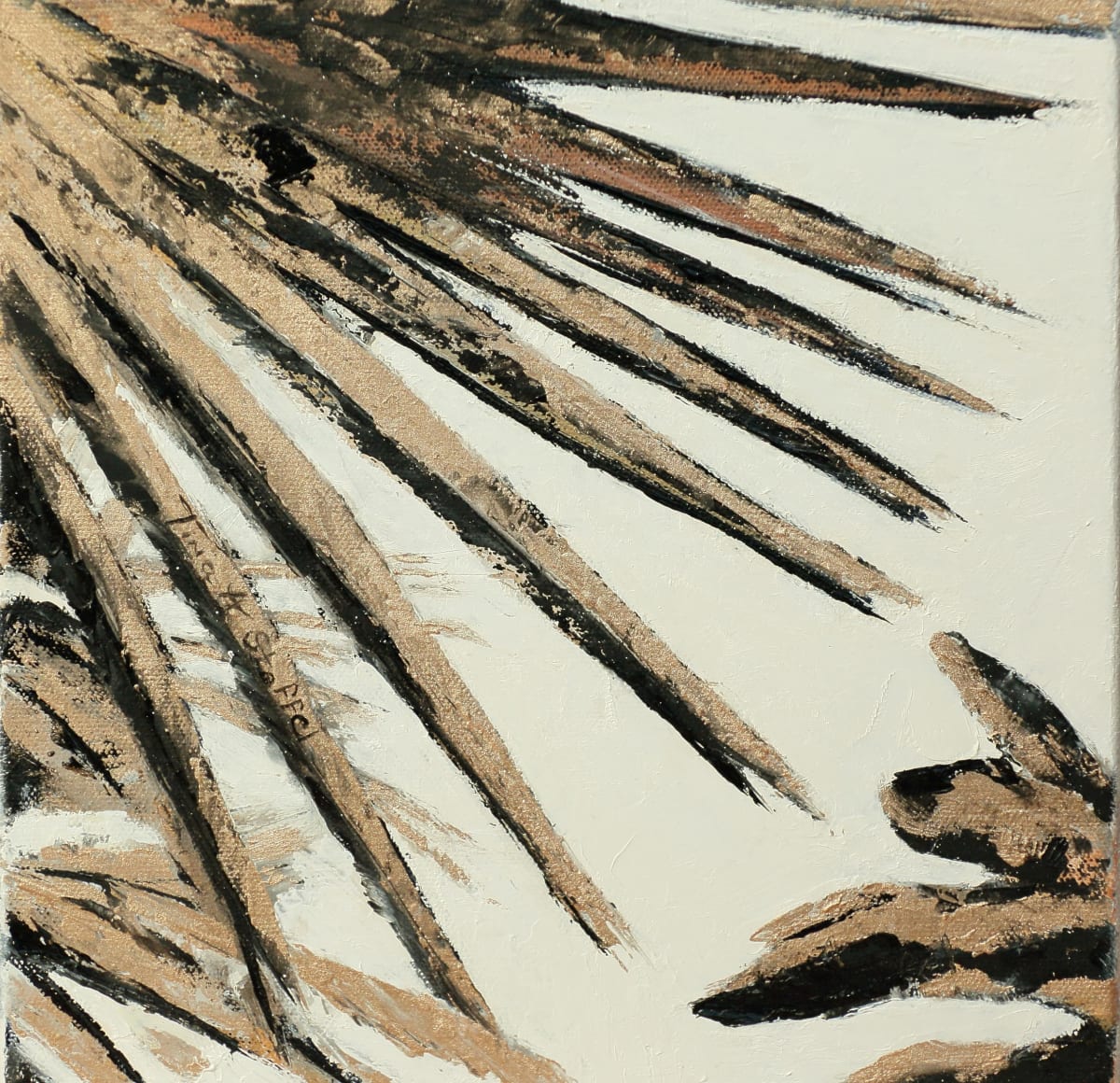 Golden Fan Palm 