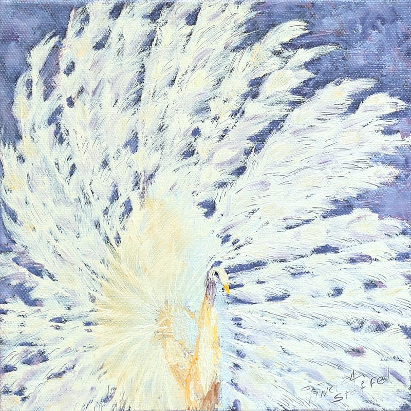White Peacock by Tina Adams Stoffel  Image: White Peacock oil on Canvas
