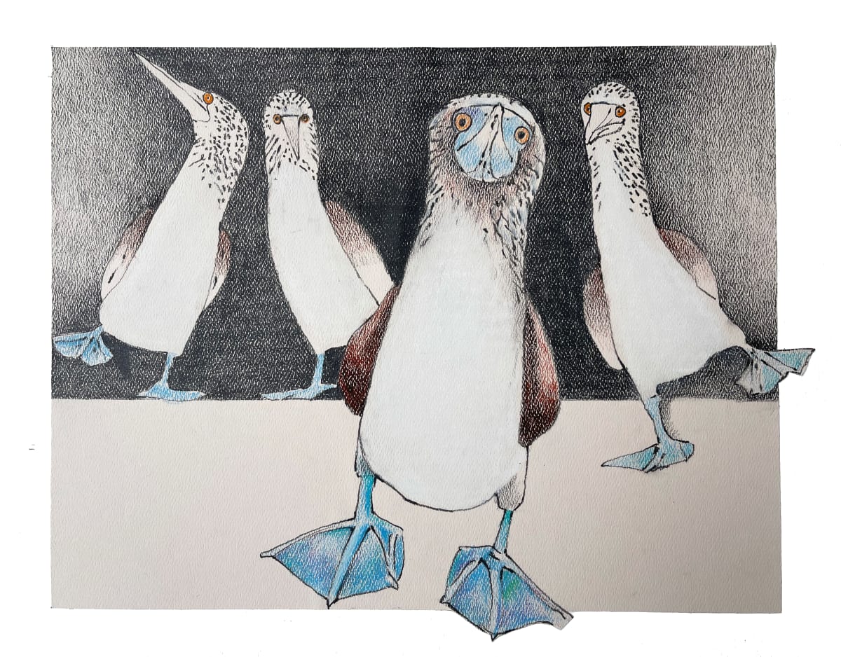 Dancing Boobies 2  Image: A drawing of dancing Blue Footed Boobies