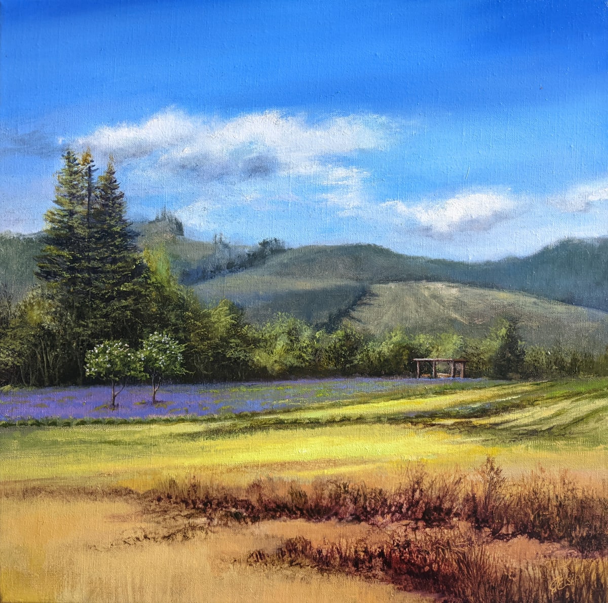 Lavender Field by C J Elsip 