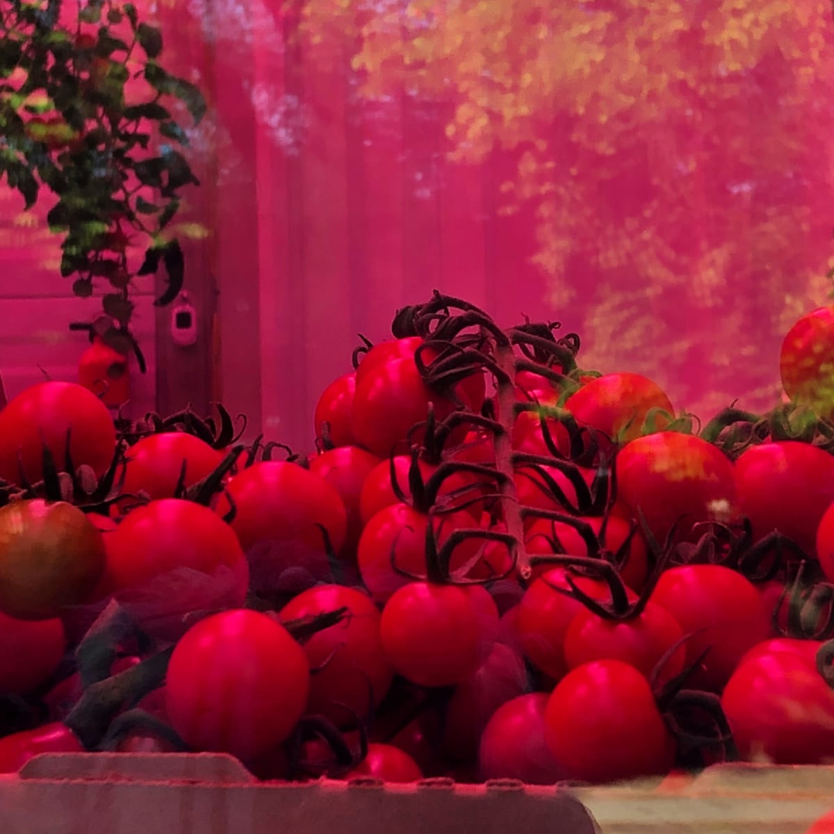 Guggenheim Tomatoes 