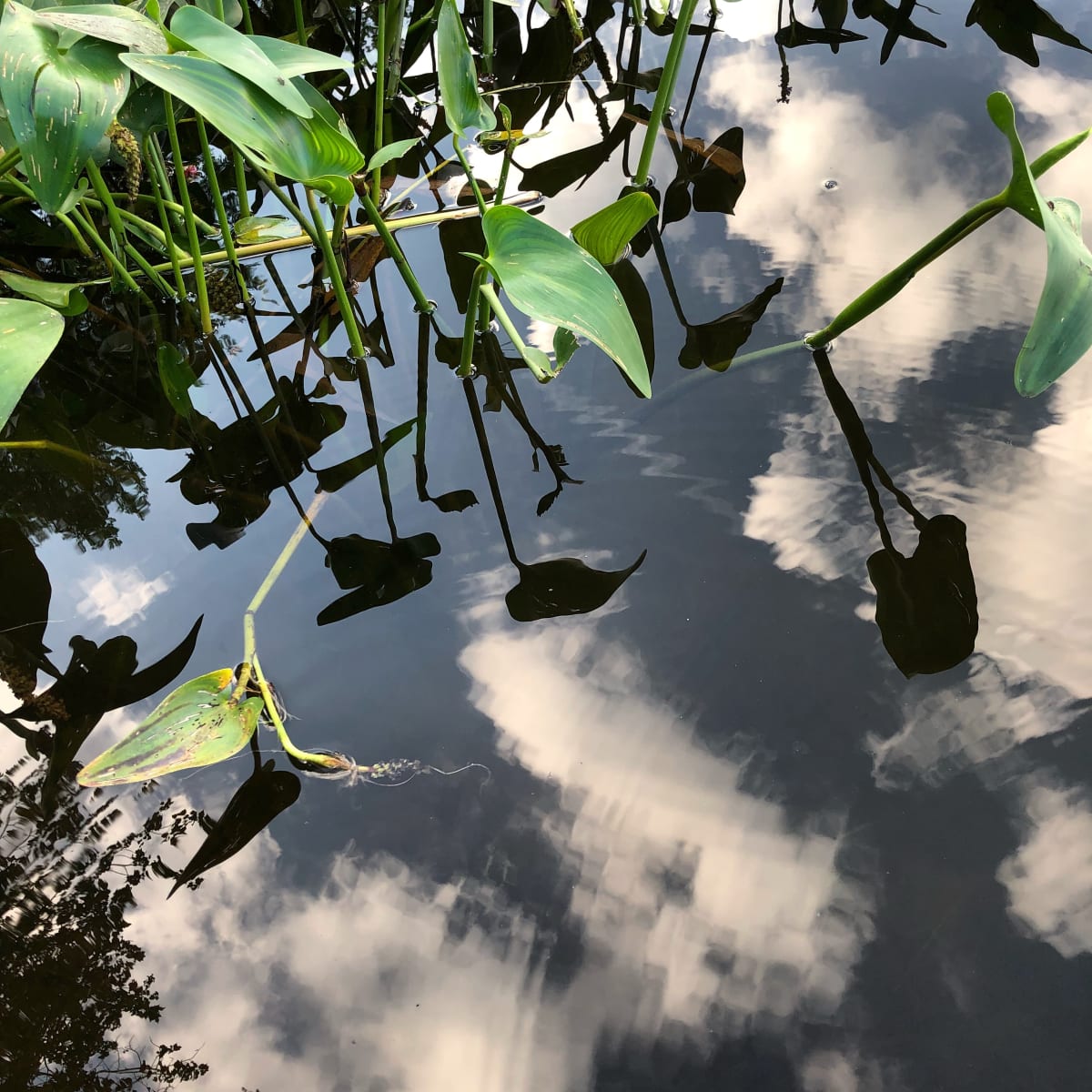 Lily pads and clouds 