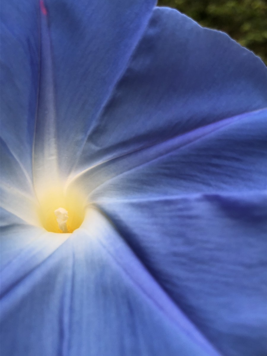 The beauty of a Morning Glory by Susan Grucci 