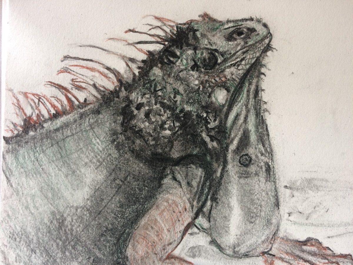 Caribbean  Iguana by Susan Grucci 