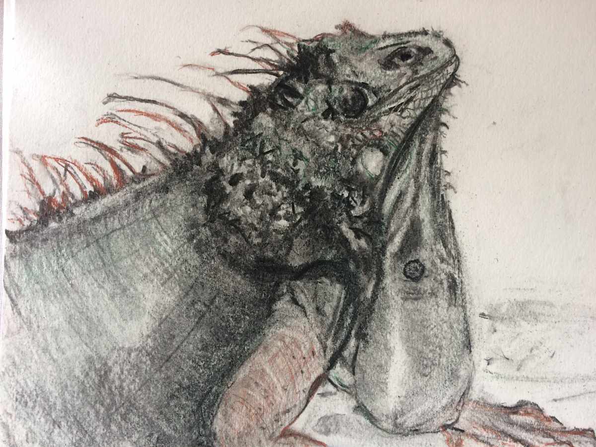 Caribbean  Iguana by Susan Grucci, Image 1.