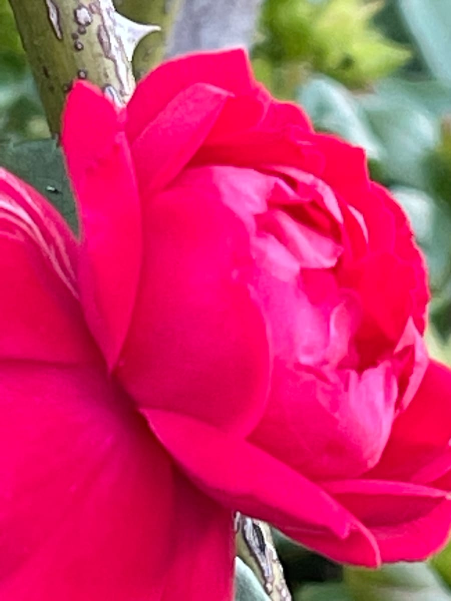 Bright Rose 
