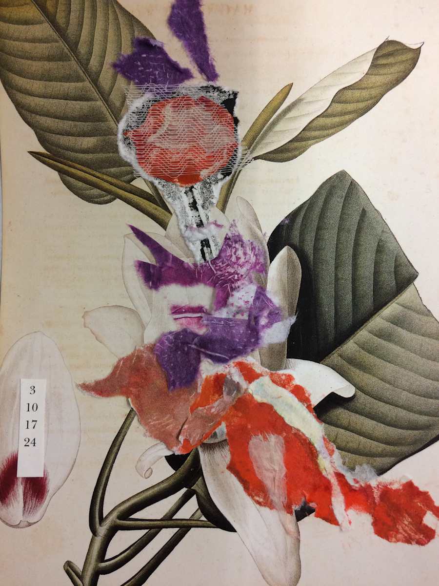 Botanical mix by Susan Grucci, Image 1.