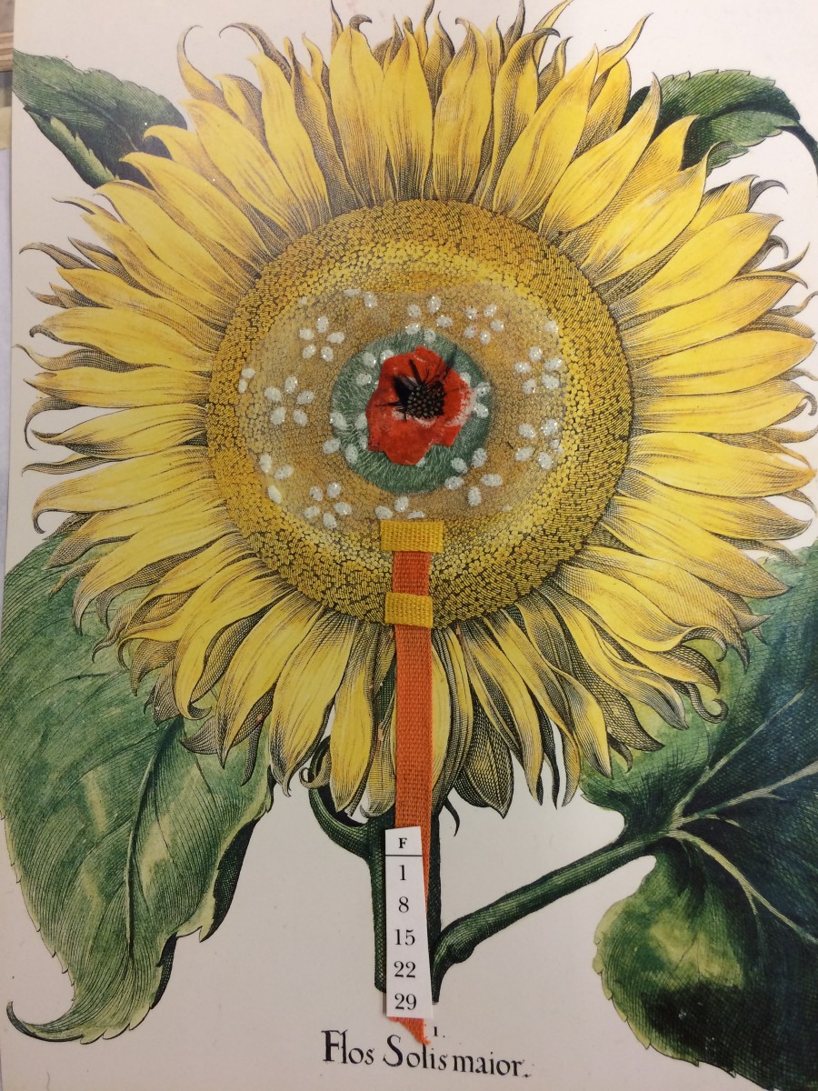 Sunflower beauty - Flos Solis Maior by Susan Grucci 