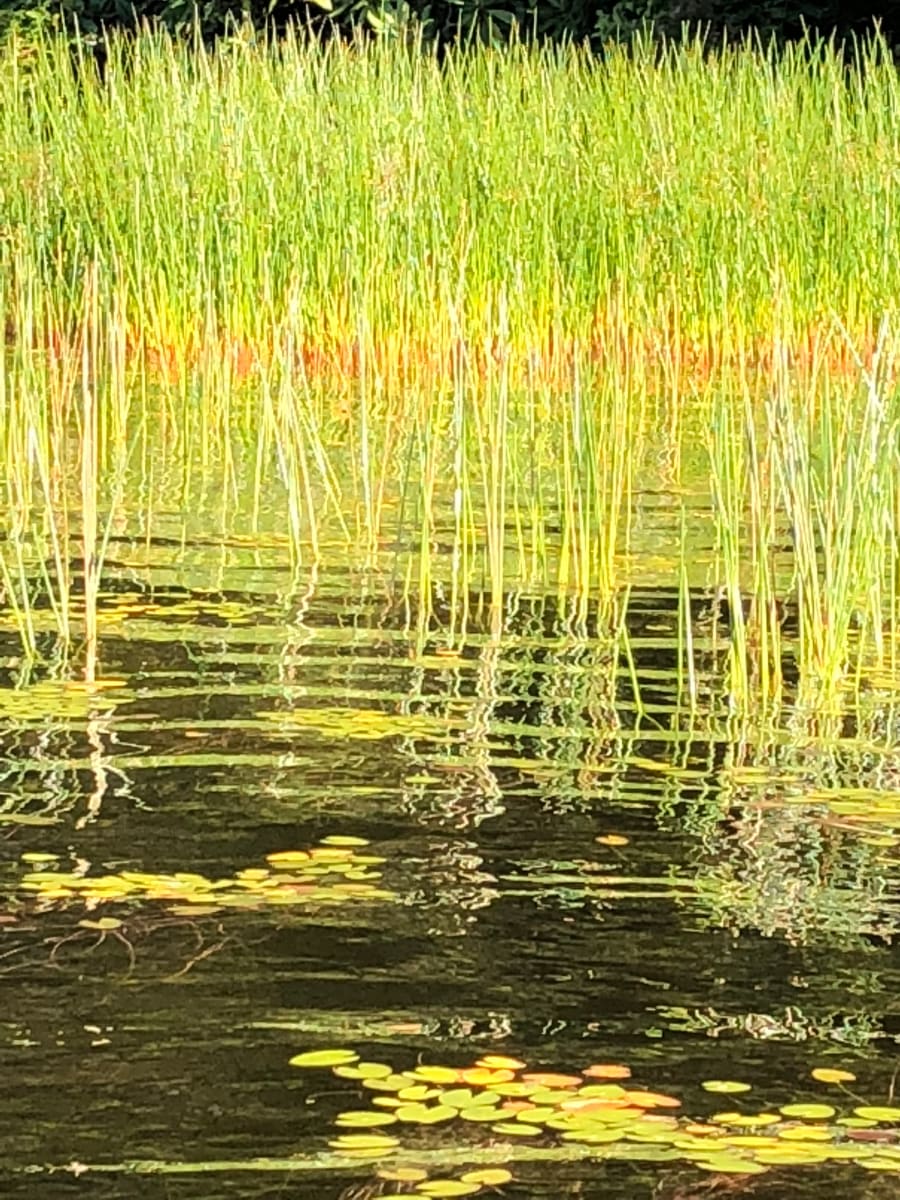 reeds 