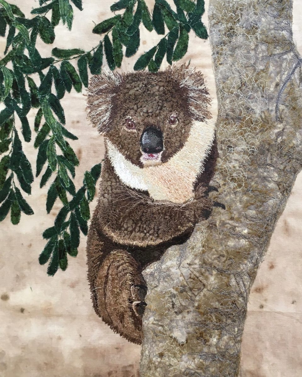 Koala 