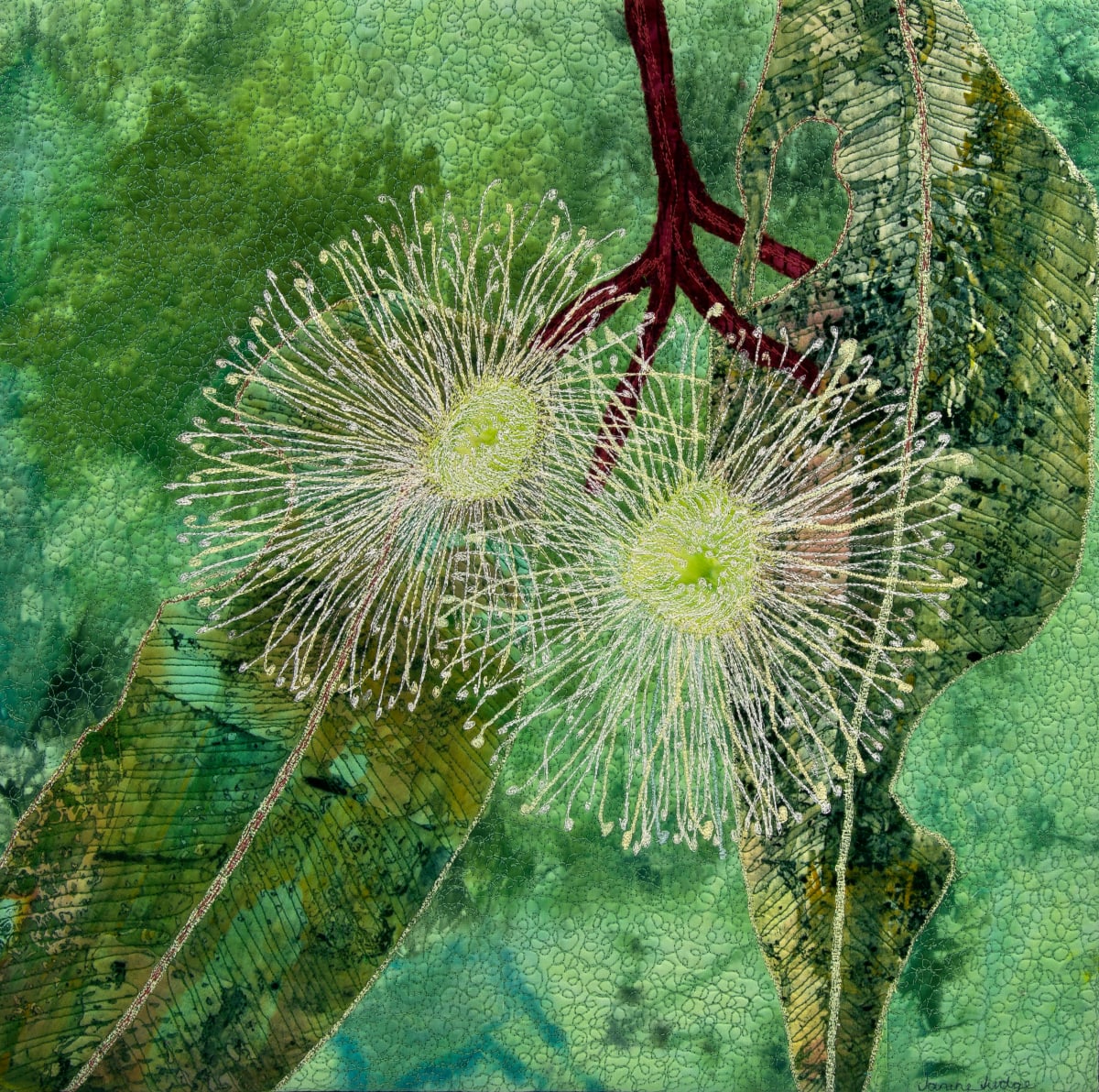 Marri Flower by Janine Judge 