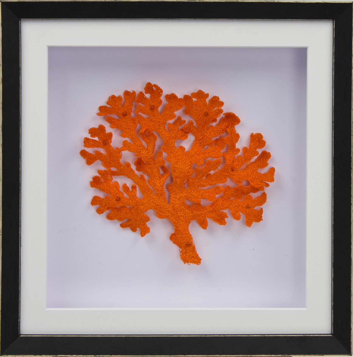 Orange Lace Coral 