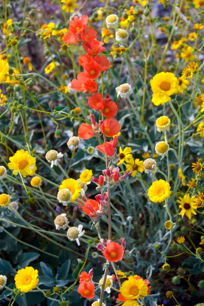 Southern Arizona Spring Wildflowers by Jerry Peek 