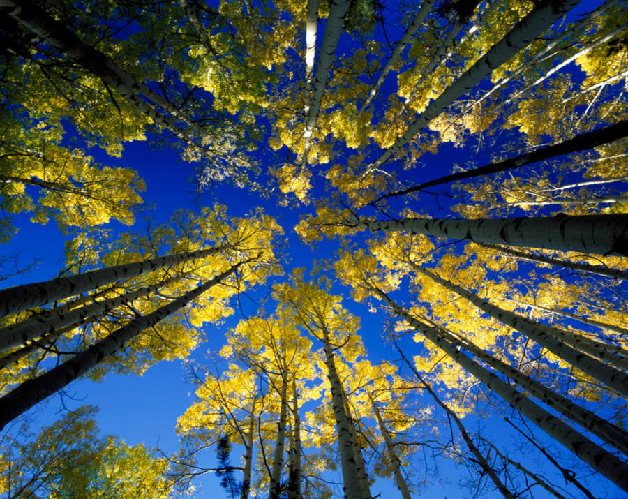 Aerial Aspens by Cheryl L. Hrudka 
