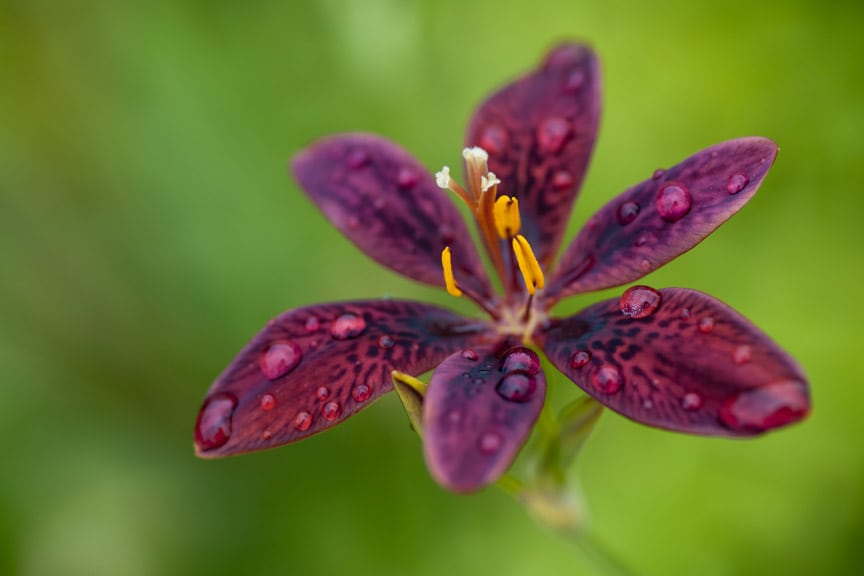 Intimate Details 57: Lily by Vicky Stromee 
