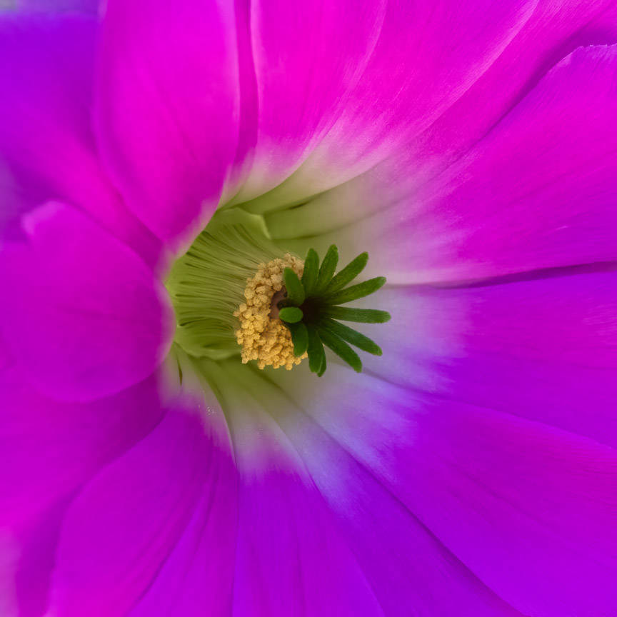 Intimate Details: 83 by Vicky Stromee 