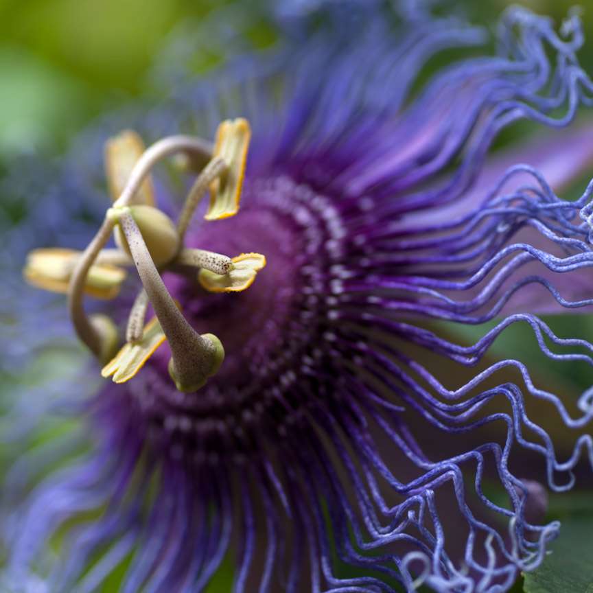 Desert Bloom 20: Passion Flower by Vicky Stromee 