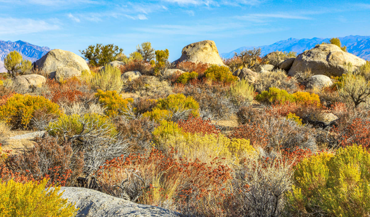 Alabama Hills VI by James Root 