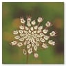 Desert Flowers by Alaina Chapin, Image 1.