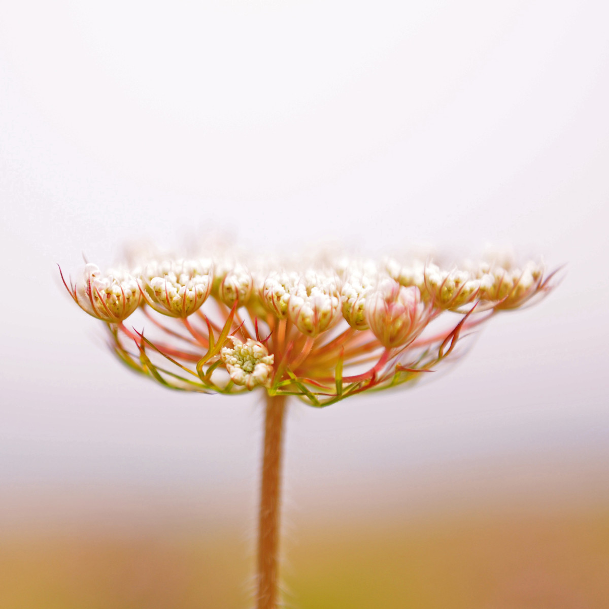 Queen Anne's Lace II by Alaina Chapin 