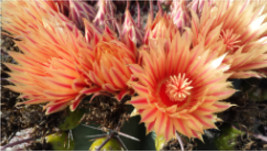 Barrel Cactus Blooms by Marla Endicott 