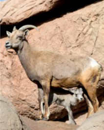 Bighorn Sheep and Baby by Leslie Leathers 