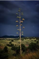 Agave with Dark Sky by Bill Steen 