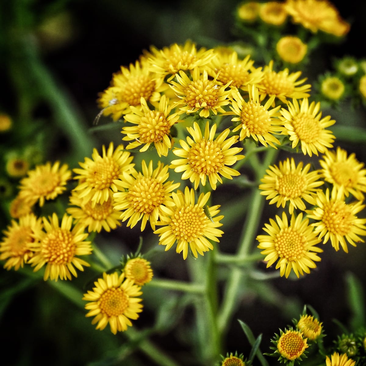 Sea Ox-Eye by Bill Steen 